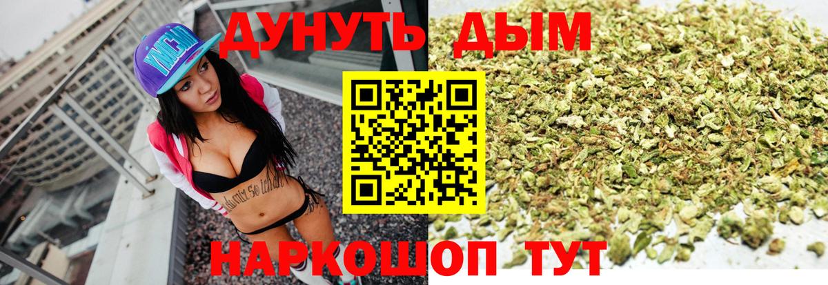 Конопля сатива Киселёвск